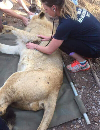 Relocating Lion in Africa
